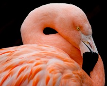 flamingo